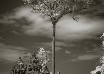 Angkor Thom Tree, Cambodia