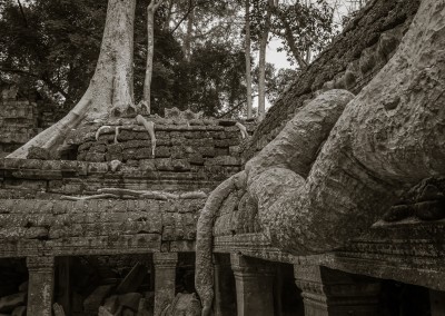 Ta Prohm Tree Root, Cambodia