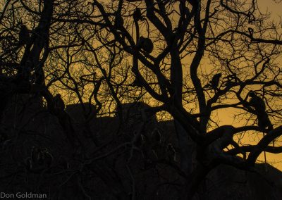 Langur Silhouettes at Sunset at Ranthambore Fort