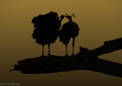 Peahen Silhouettes at Ranthambore Fort
