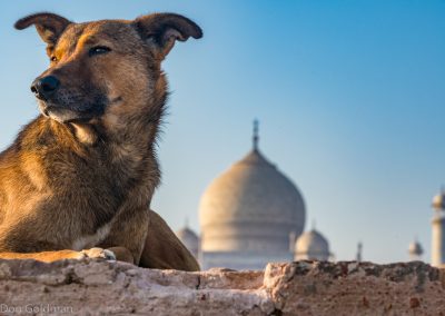 Dog and His Taj Mahal