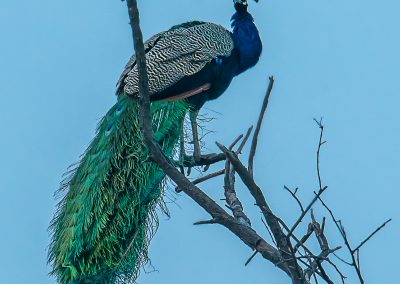 Peacock in Tree
