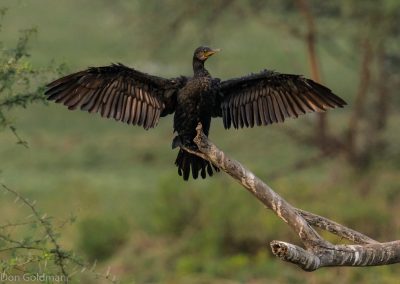 Indian Cormorant Cooling Down