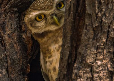 Spotted Owlet Hiding