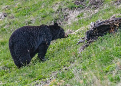 Yellowstone Black Bear