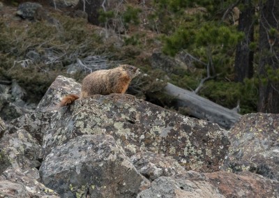 Marmot Lookout