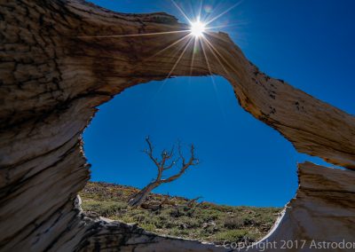 Bristlecone Pines- Through the Hole