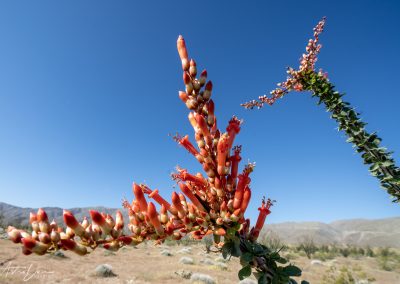 Ocotillo Cactus Bloom