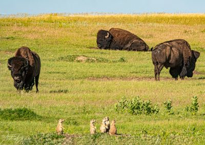 Bison and Prarie Dogs