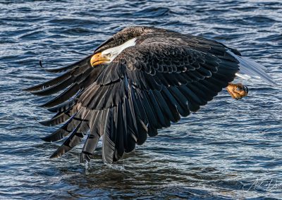 Bald Eagle Over Water