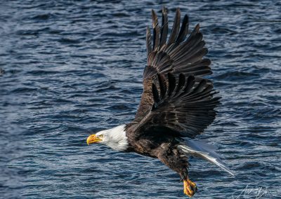 Bald Eagle in Flight