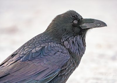 Colorful Raven
